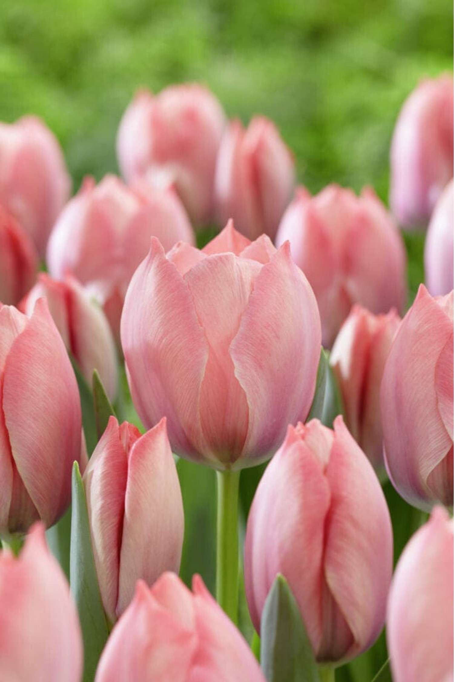 Tulipe 'Salmon van Eijk'